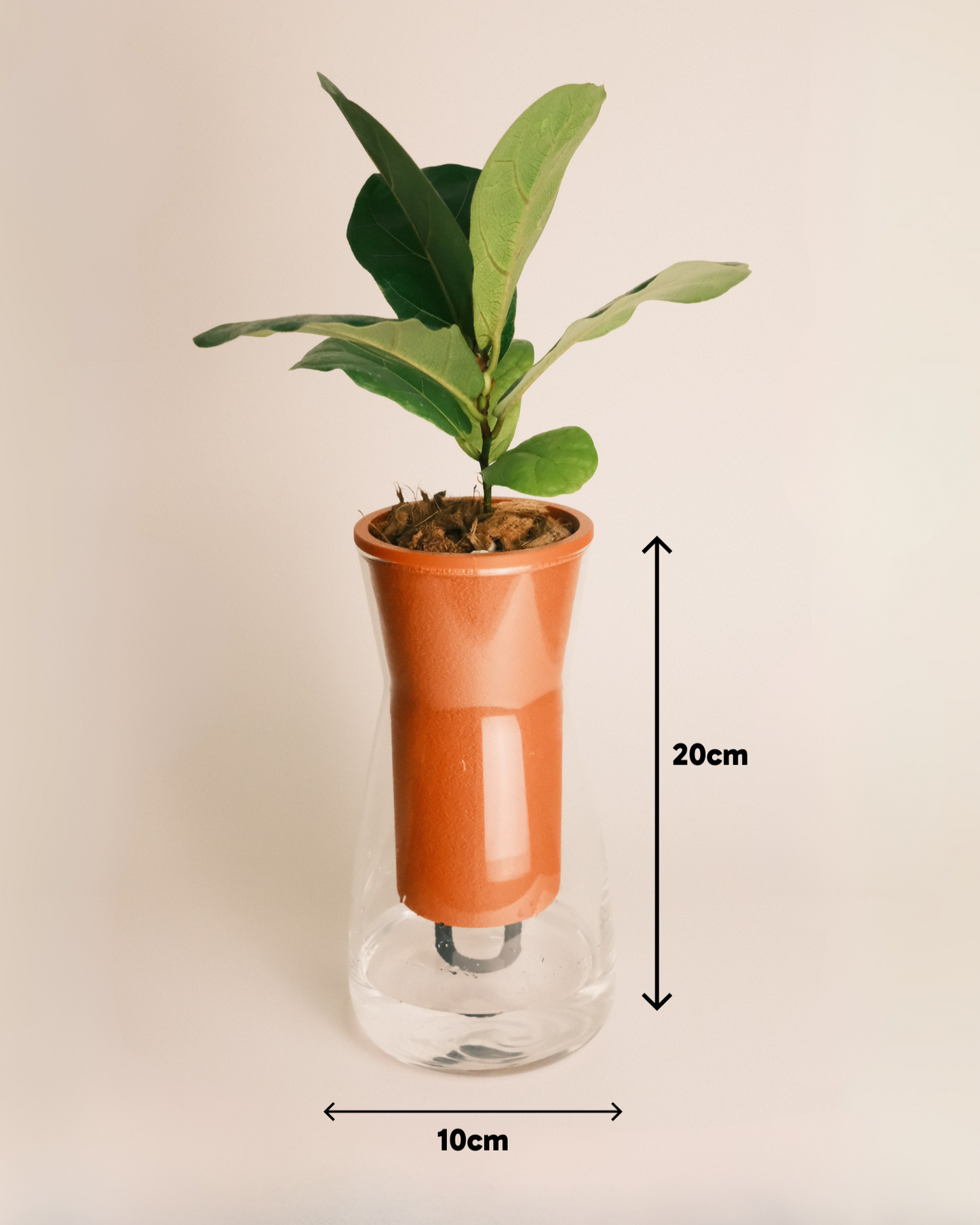 Self Watering Glass Planter