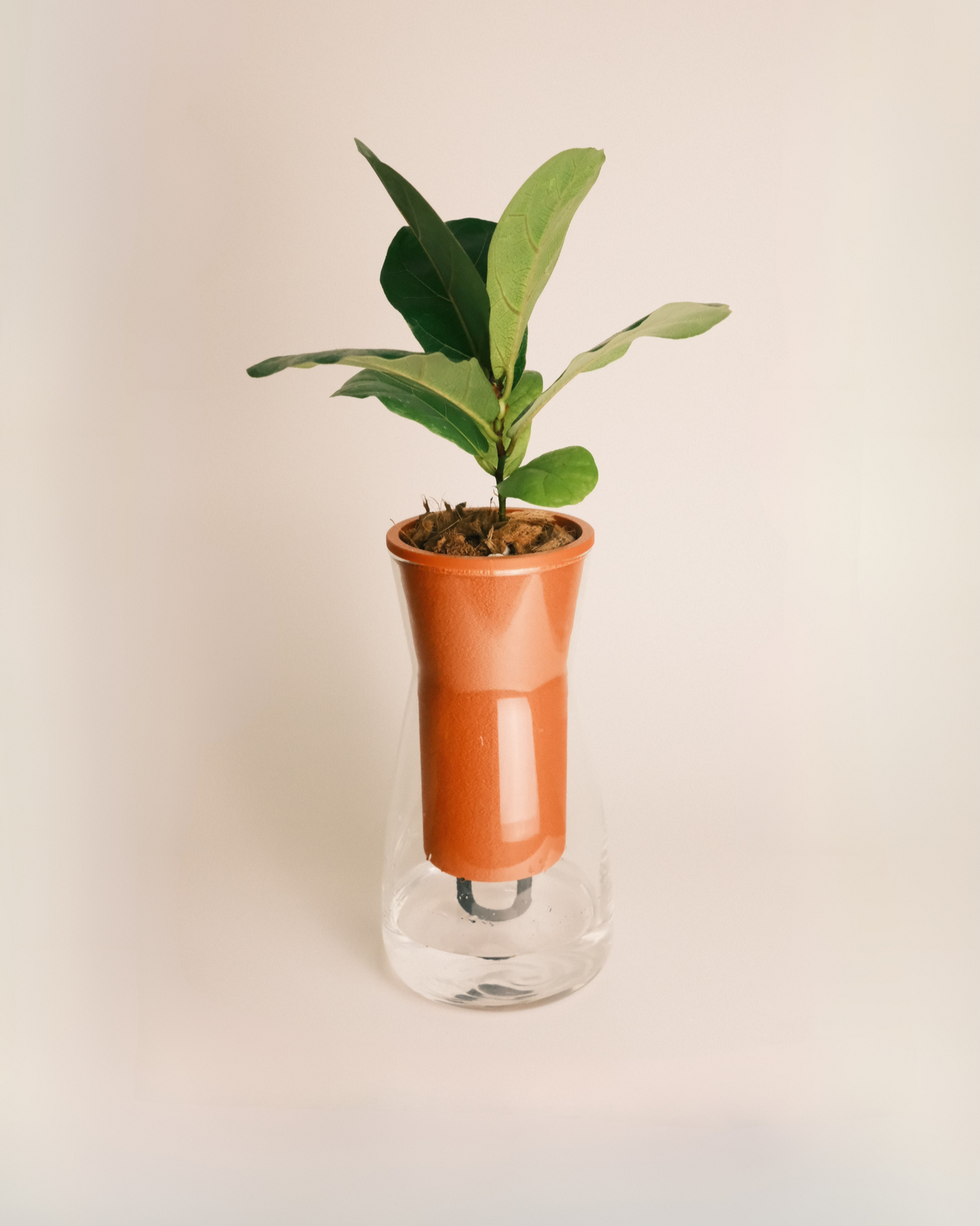 Self Watering Glass Planter