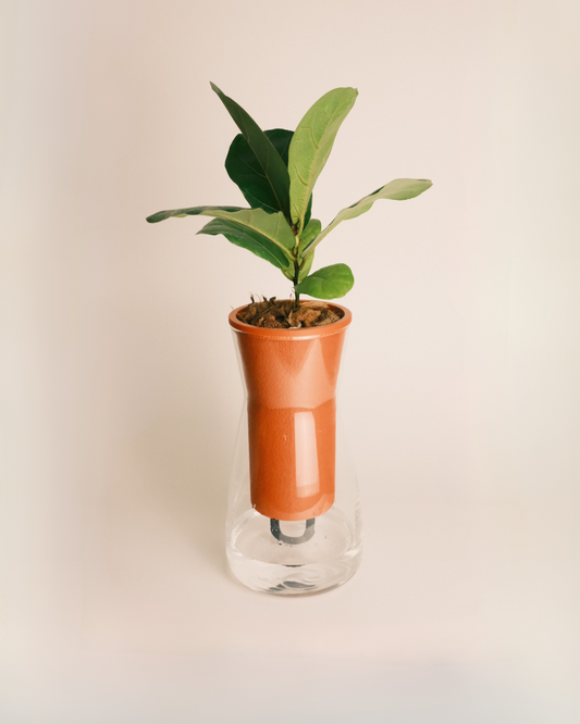 Self Watering Glass Planter